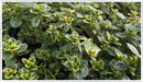 Thyme lemon (Thymus citriodorus)