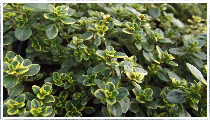 Thyme lemon (Thymus citriodorus)