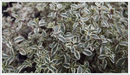 Thyme-silver-posie