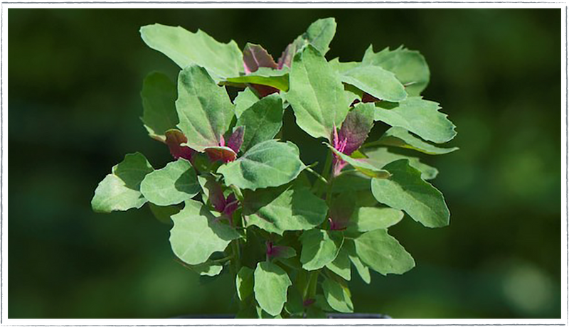 Tree spinach (Chenopodium giganteum)