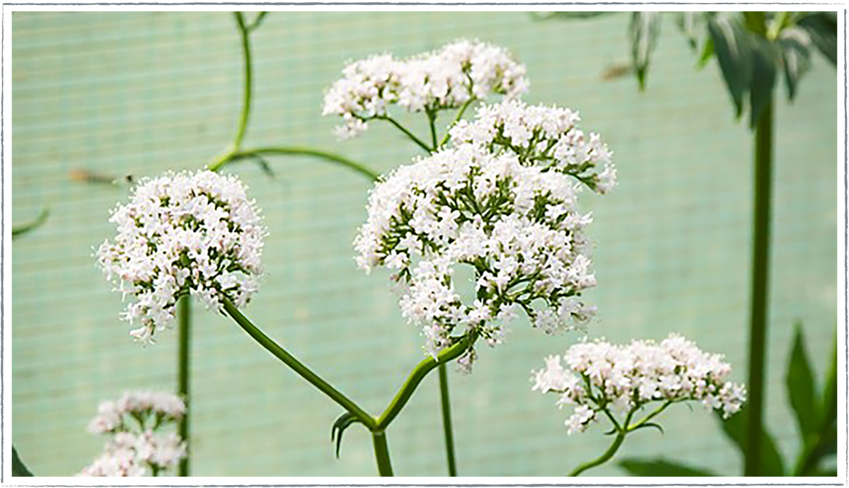 valerian plant indoors Buy Valerian Plants Online from £3.40