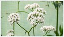 Valerian
