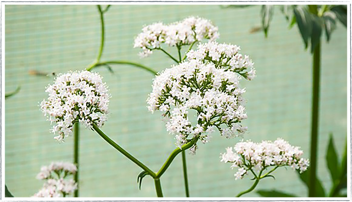 Valerian pots