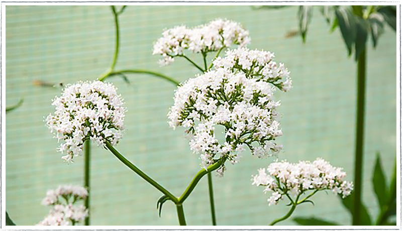 Valerian