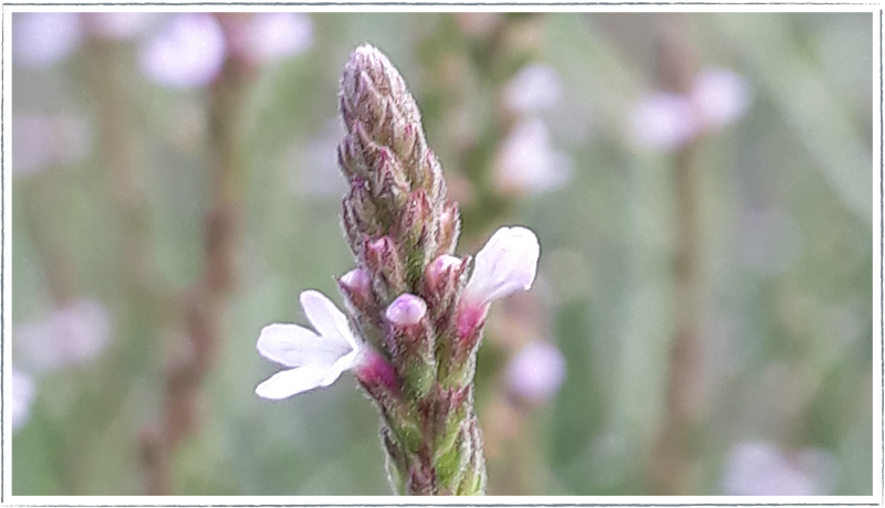 Vervain