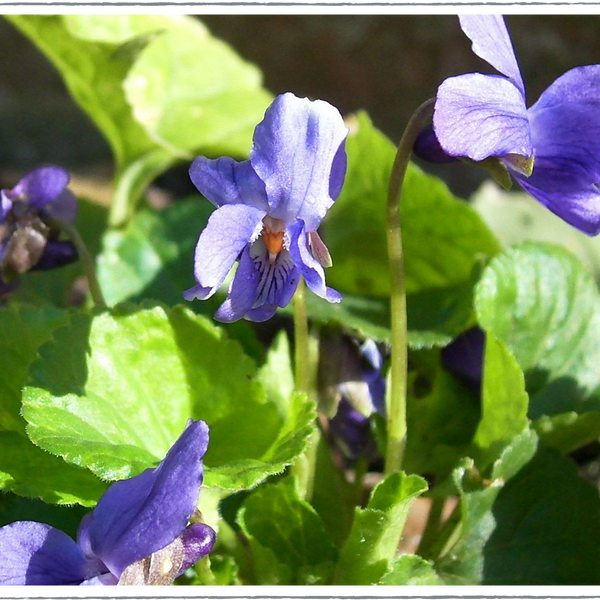 Buy Sweet Violet Plants Online from £3.30 | HerbalHaven