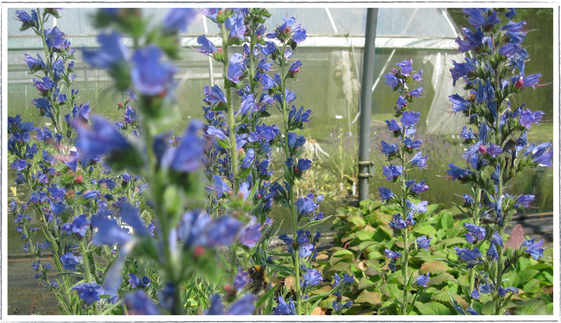 Vipers bugloss