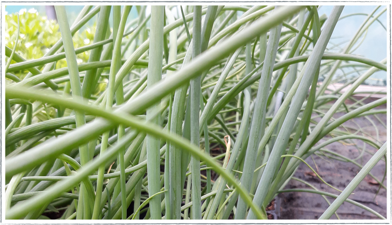 Easy to grow herbs