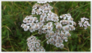 Yarrow