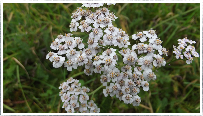 Yarrow