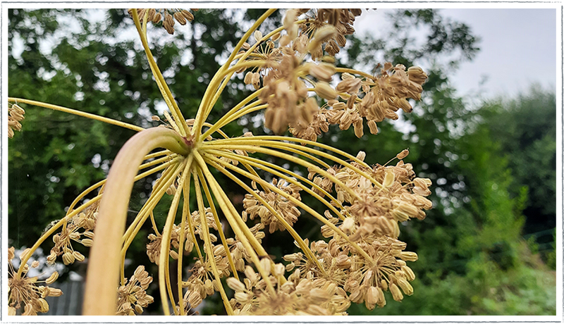 angelica-seedhead