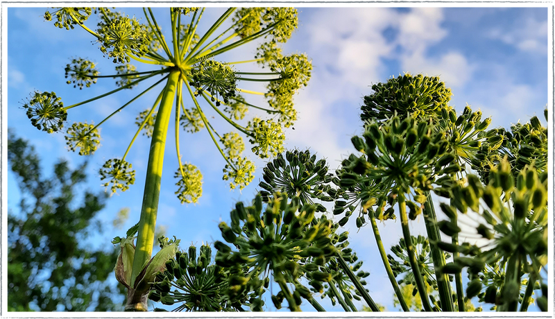 angelica-green-seedhead