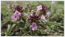 Thyme-caraway