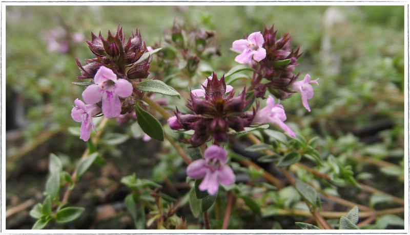 Thyme-caraway