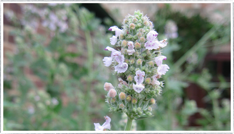 Order catnip plant online (your plant, Nepeta cataria, catnip plant online) Order catnip plant online