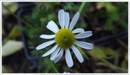 chamomile-roman