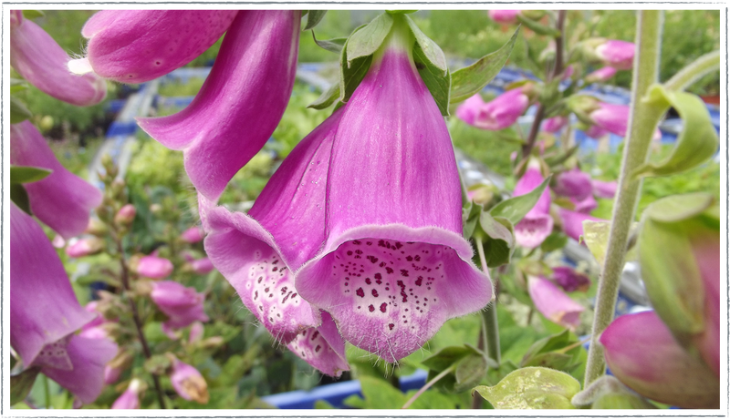 Foxglove