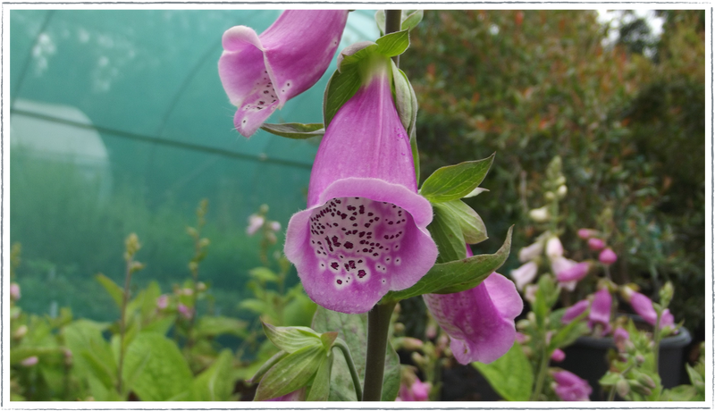 Foxglove