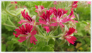 Pelargonium-scented-geranium-hazelnut