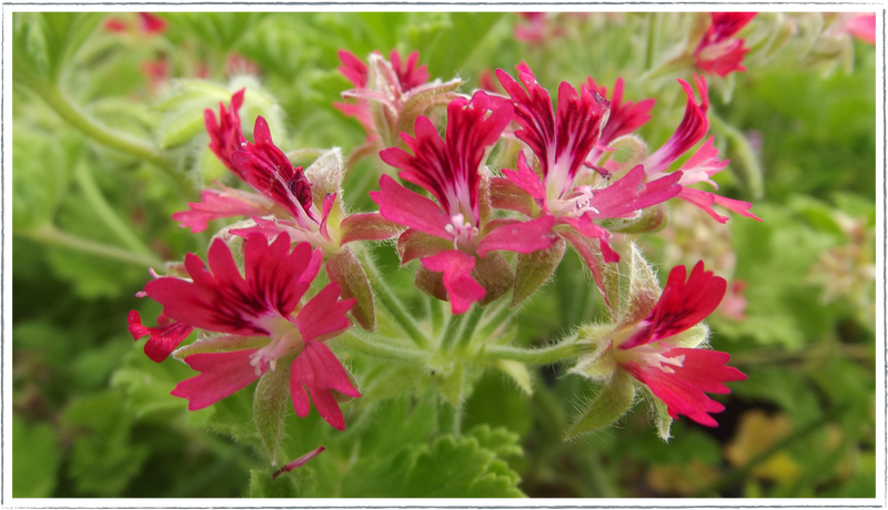 Pelargonium-scented-geranium-hazelnut