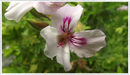 Pelargonium-scented-geranium-Lemon-Fancy