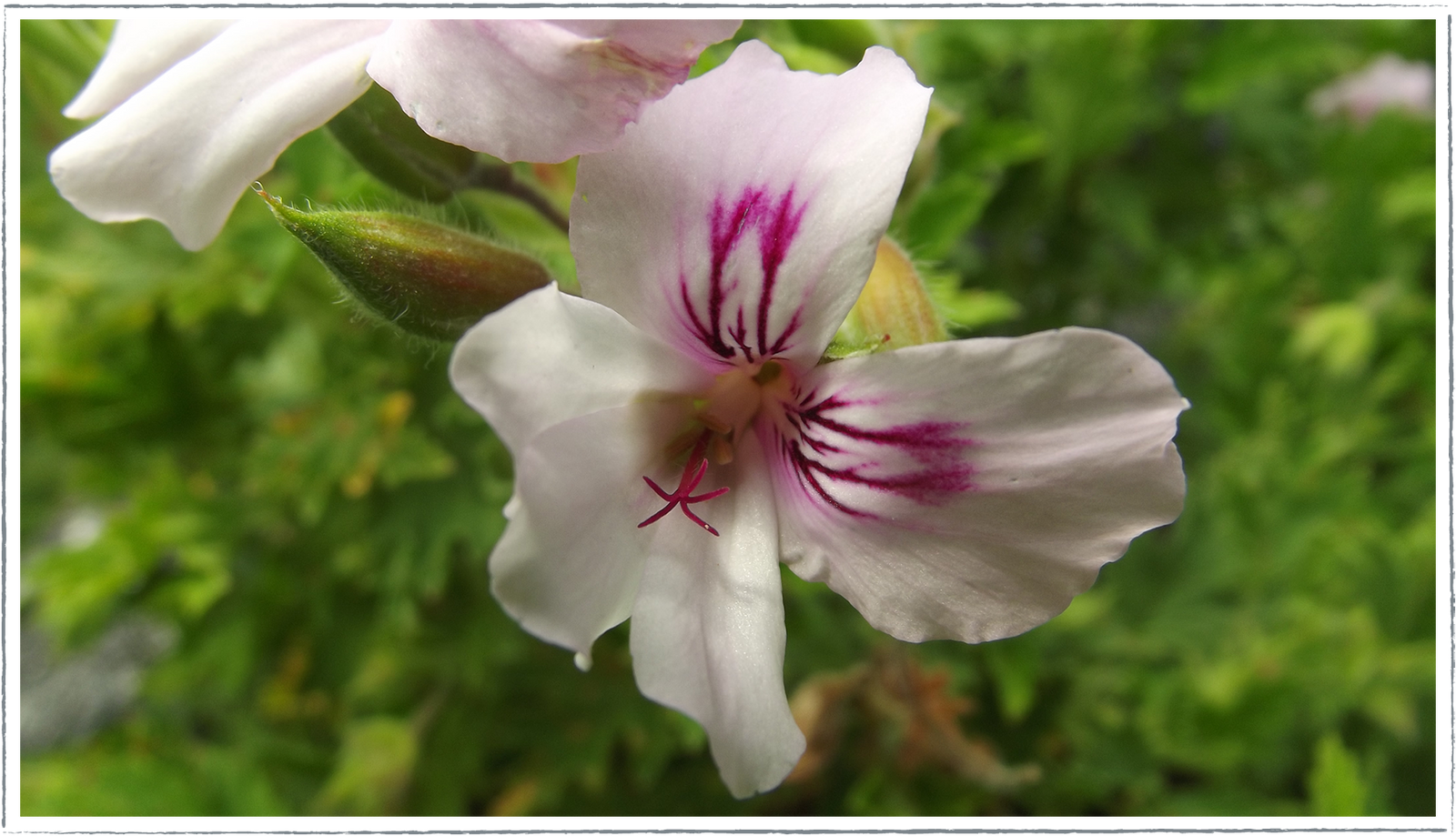 Buy Lemon Fancy Pelargonium Plants Online from £3.50 HerbalHaven