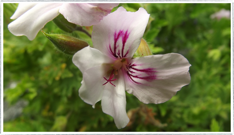 Pelargonium-scented-geranium-Lemon-Fancy