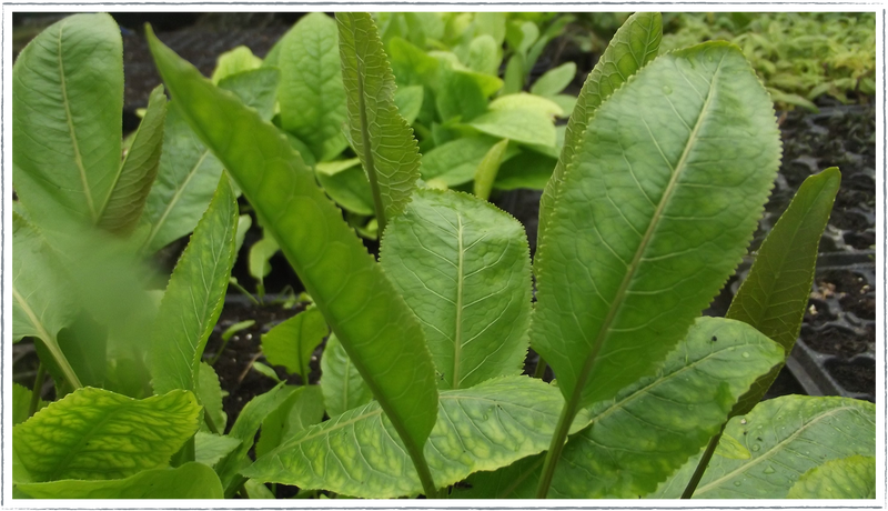 horseradish