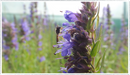 Hyssop