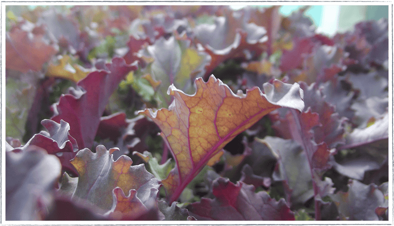 Kale (Brassica oleracea)