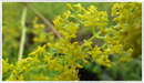 Ladys-bedstraw