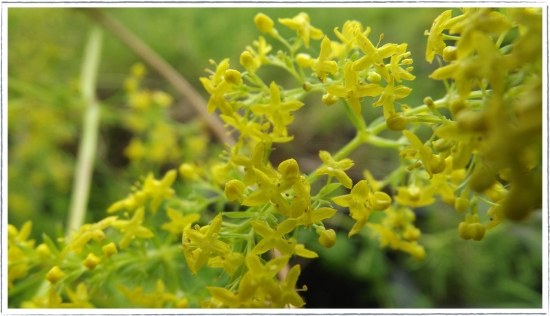 Ladys-bedstraw