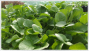 Land-cress