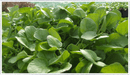 Land cress (Barbarea verna)