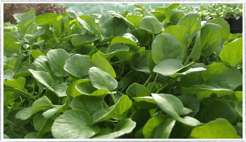 Land cress (Barbarea verna)