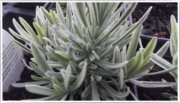 lavender blonde plant Buy Platinum Blonde Lavender Plants Online from £3.40