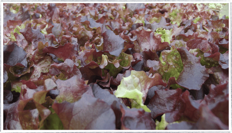 Lollo rossa lettuce (Lactuca sativa)