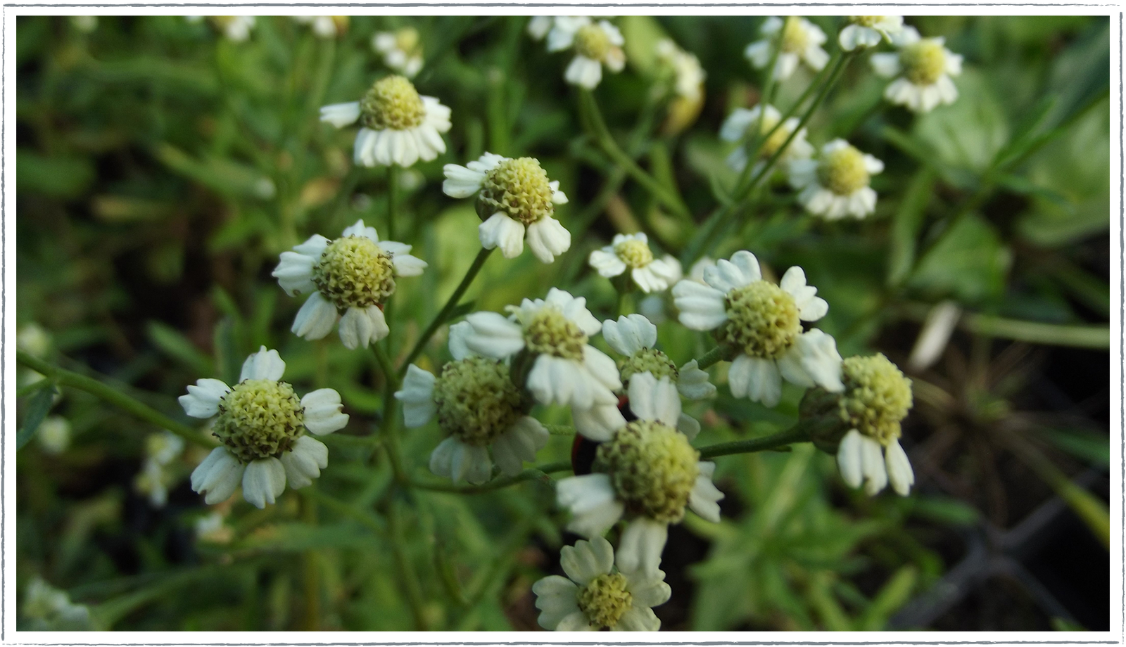 Buy English Mace Plants Online from £3.40 | HerbalHaven