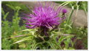 Milk-thistle