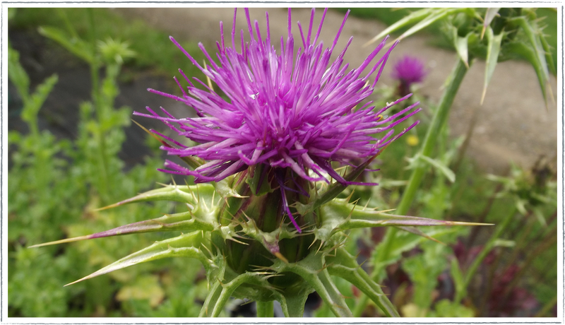 Milk-thistle