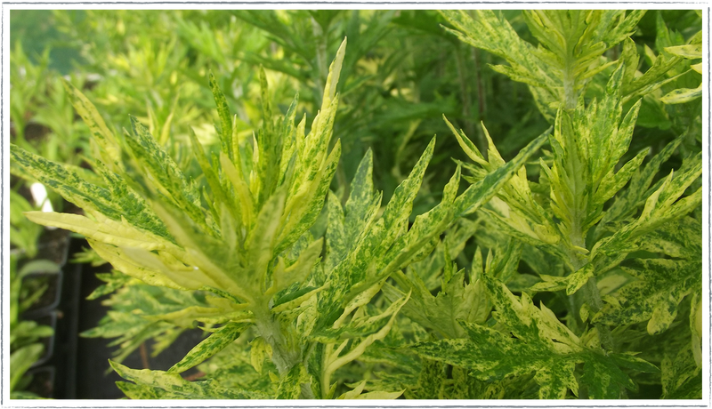 Mugwort-variegated