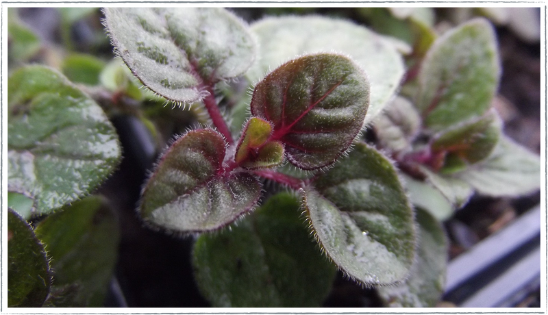 Oregano (Origanum ssp)