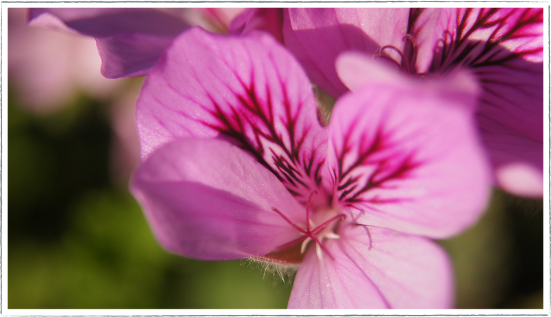 pelargonium-OrangeFizz