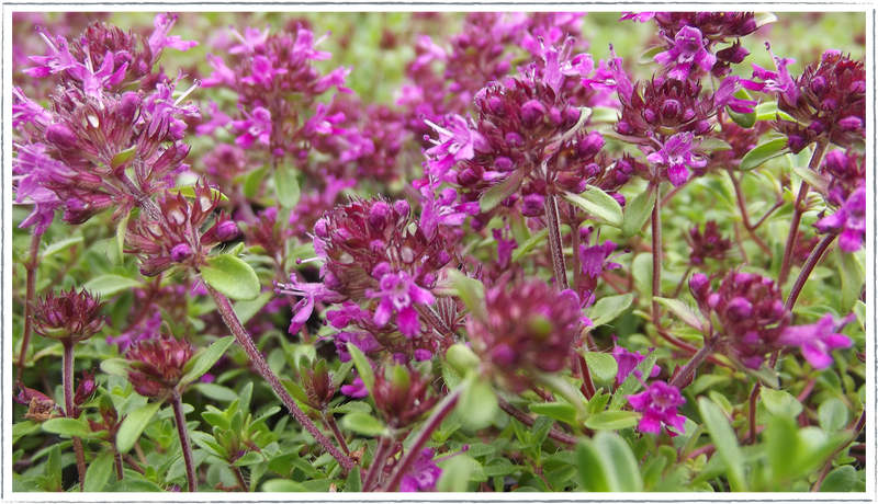 Thyme-red-creeping