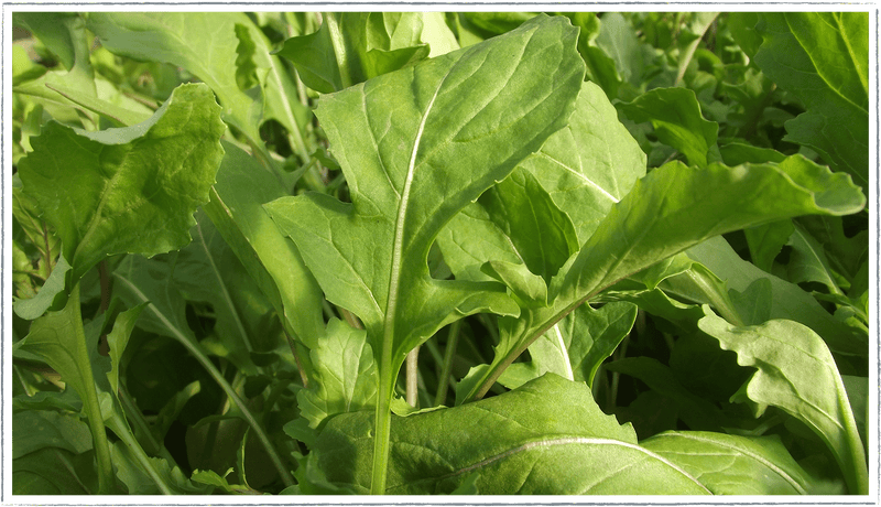 Salad Rocket (Eruca sativa)