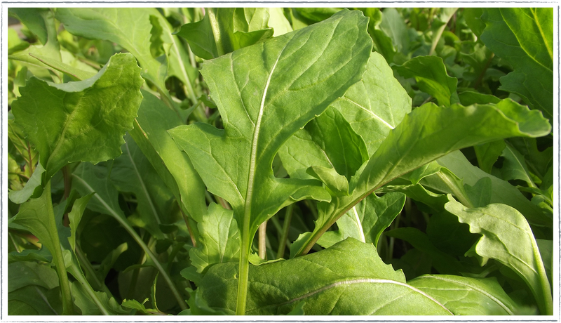 Rocket-salad