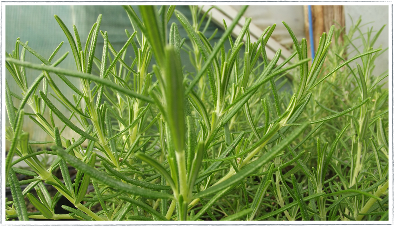 Rosemary-ginger