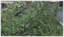 Rosemary-foxtail