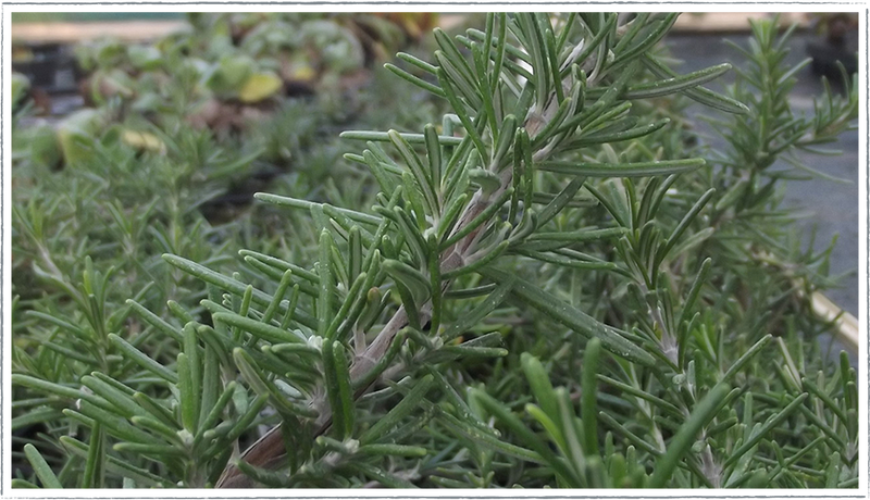 Rosemary-foxtail