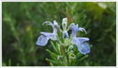Rosemary-foxtail-flower